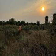 фото Подгородное Вишневая ул.